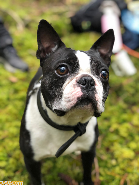 『バイオミュータント』クリエイティブ・ディレクターに聞く。“ケモノ系"にも“オープンワールド”にも“アクションRPG”なのにもちゃんと訳がある