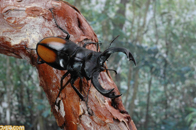 『ムシキング』カブト&クワガタふれあいイベントとのコラボが7月より開催。歴代カード展示や、ヘラクレスオオカブトとの特別ふれあいコーナーが登場