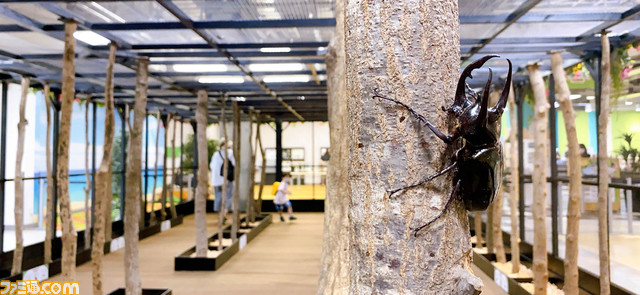 『ムシキング』カブト&クワガタふれあいイベントとのコラボが7月より開催。歴代カード展示や、ヘラクレスオオカブトとの特別ふれあいコーナーが登場