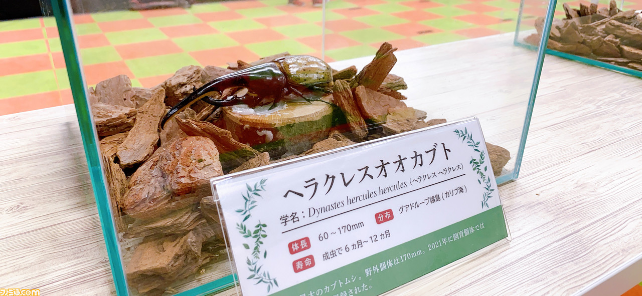 『ムシキング』カブト&クワガタふれあいイベントとのコラボが7月より開催。歴代カード展示や、ヘラクレスオオカブトとの特別ふれあいコーナーが登場