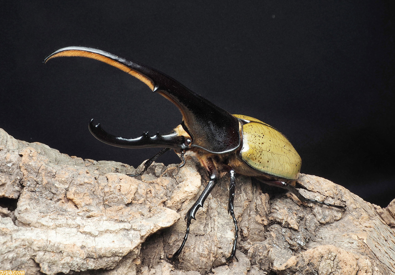 『ムシキング』カブト&クワガタふれあいイベントとのコラボが7月より開催。歴代カード展示や、ヘラクレスオオカブトとの特別ふれあいコーナーが登場