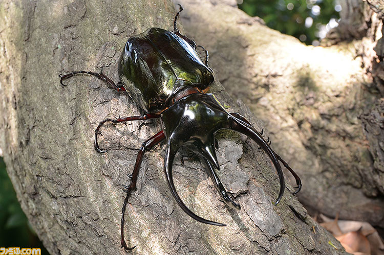 『ムシキング』カブト&クワガタふれあいイベントとのコラボが7月より開催。歴代カード展示や、ヘラクレスオオカブトとの特別ふれあいコーナーが登場