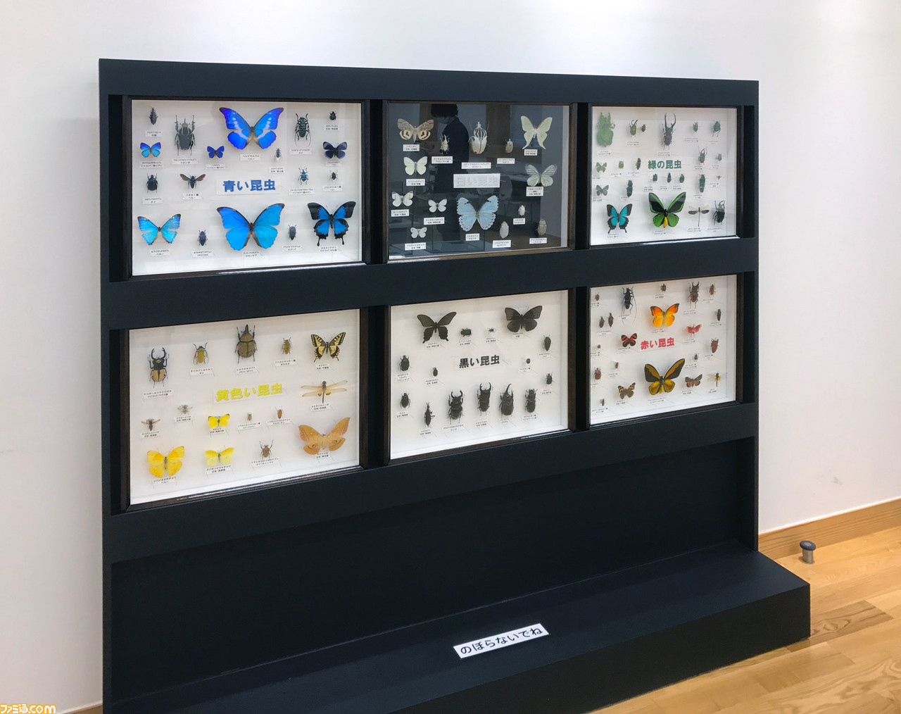 『ムシキング』カブト&クワガタふれあいイベントとのコラボが7月より開催。歴代カード展示や、ヘラクレスオオカブトとの特別ふれあいコーナーが登場