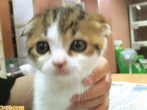 【よりぬき桜井さんコラム (2)】愛猫“ふくらさん”との出会い&ゲーム起動時のロゴについて