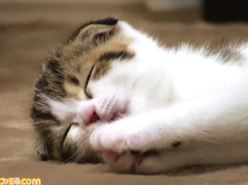 【よりぬき桜井さんコラム (2)】愛猫“ふくらさん”との出会い&ゲーム起動時のロゴについて